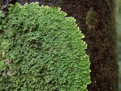 Pannaria minutiphylla