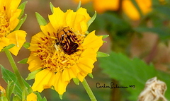 Euphoria subtomentosa