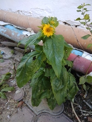 Verbesina encelioides