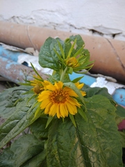 Verbesina encelioides