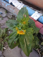 Verbesina encelioides