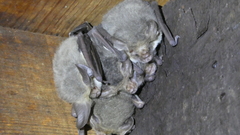 Nyctophilus geoffroyi