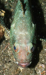 Epinephelus merra