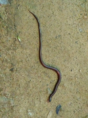Ophiodes