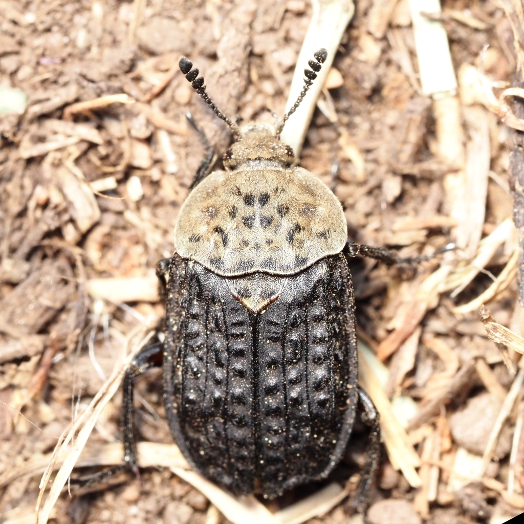 Common Carrion Beetle
