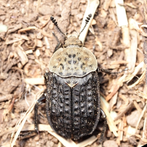 Common Carrion Beetle