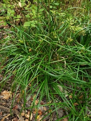 Carex lupuliformis