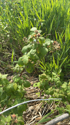 red raspberry