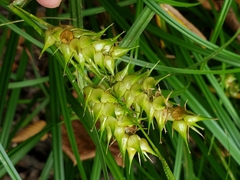 Carex lupuliformis