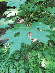 Cnidoscolus megacanthus