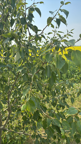 balsam poplar