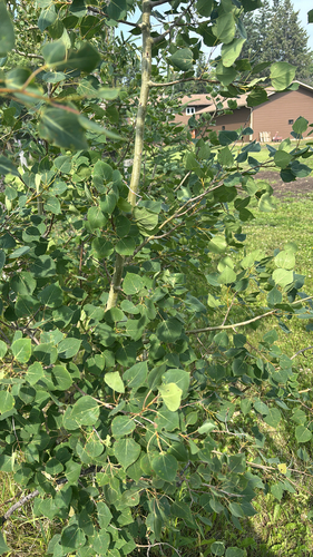 quaking aspen