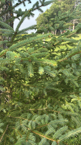 white spruce