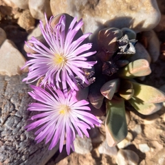 Cerochlamys pachyphylla