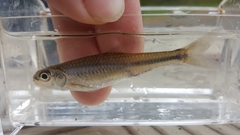 Notropis volucellus