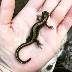 Ambystoma macrodactylum macrodactylum