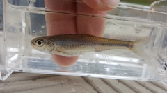 Notropis volucellus