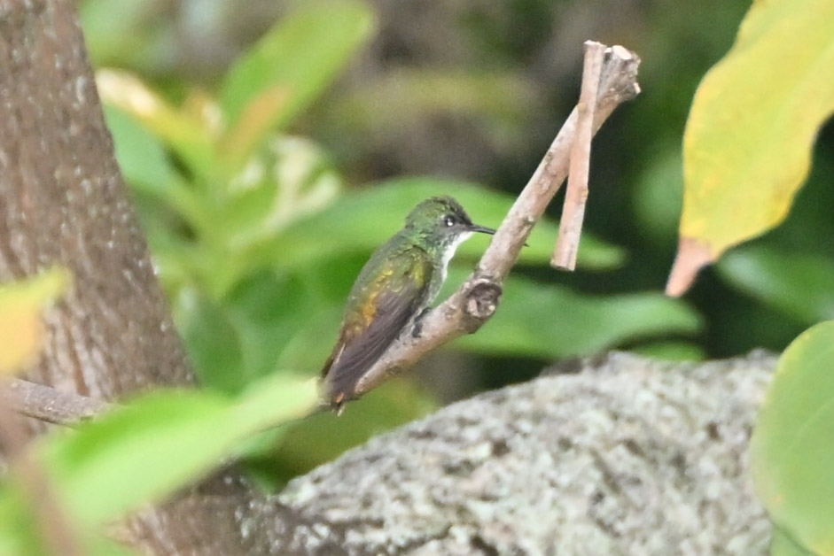 White-chested Emerald (Chrysuronia brevirostris), photo 2