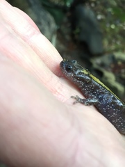 Ambystoma macrodactylum macrodactylum