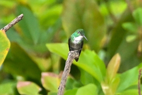 White-chested Emerald (Chrysuronia brevirostris)