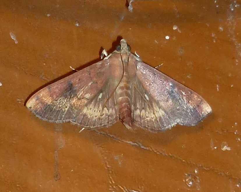 Omiodes basalticalis