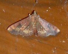 Omiodes basalticalis