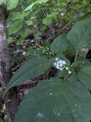 Bajatripa (Rivina humilis)