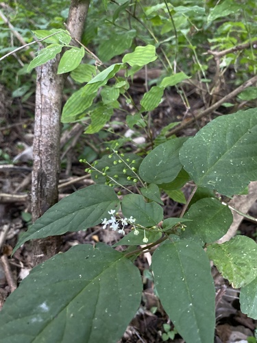 Bajatripa (Rivina humilis)