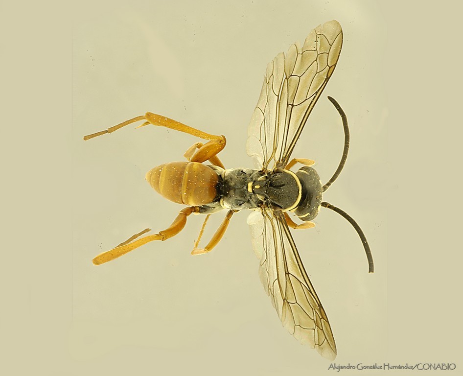 Ceropales cubensis