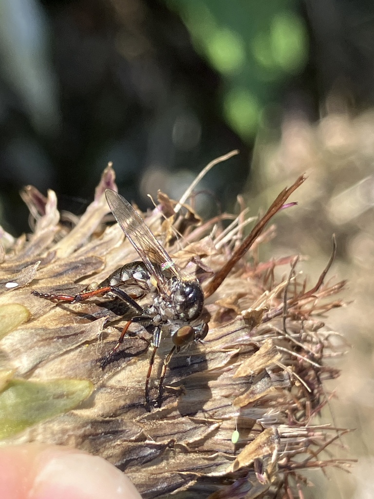 False Slender-footed Robberfly
