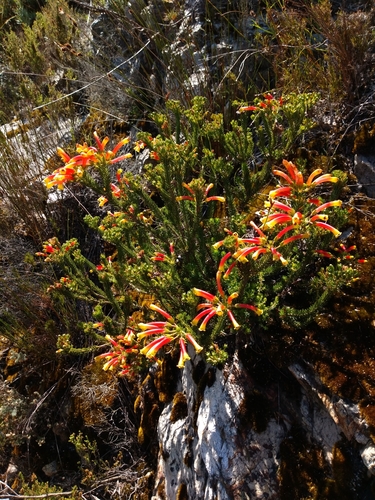 Image of Erica hibbertia by (c) Seth Musker, some rights reserved (CC BY)