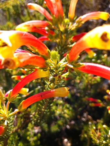 Image of Erica hibbertia by (c) Seth Musker, some rights reserved (CC BY)
