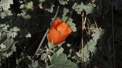 Sphaeralcea ambigua rugosa