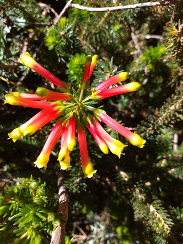 Image of Erica hibbertia by (c) Seth Musker, some rights reserved (CC BY)