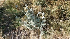 Sphaeralcea ambigua rugosa