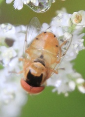 Copestylum sexmaculatum