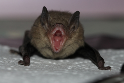 Soprano Pipistrelle