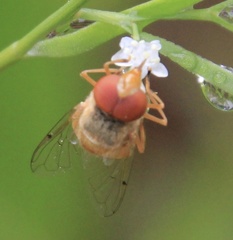 Copestylum sexmaculatum