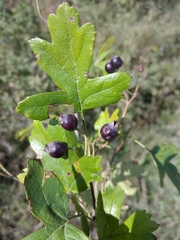 Crataegus pentagyna