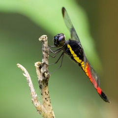 Protorthemis coronata