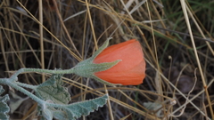 Sphaeralcea ambigua rugosa