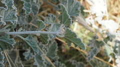 Sphaeralcea ambigua rugosa