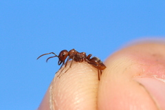 Polyergus rufescens