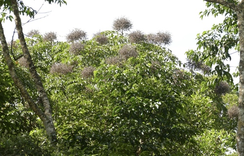 Polyscias elegans observed 2025-07-03