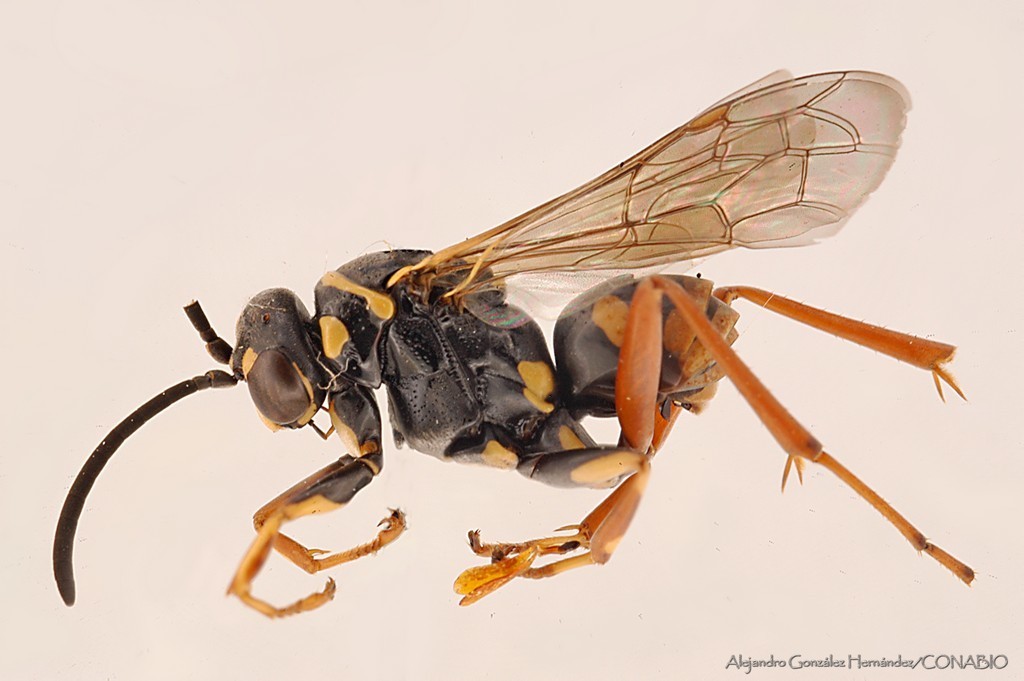 Ceropales neomexicana
