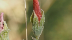 Sphaeralcea ambigua rugosa