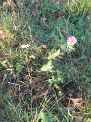 Trifolium pratense