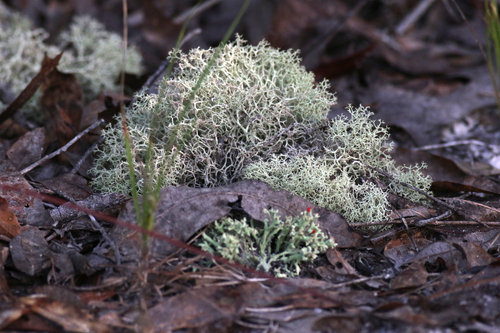 Jester Lichen