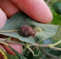 Euura pedunculi