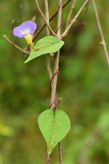 Ipomoea aristolochiifolia